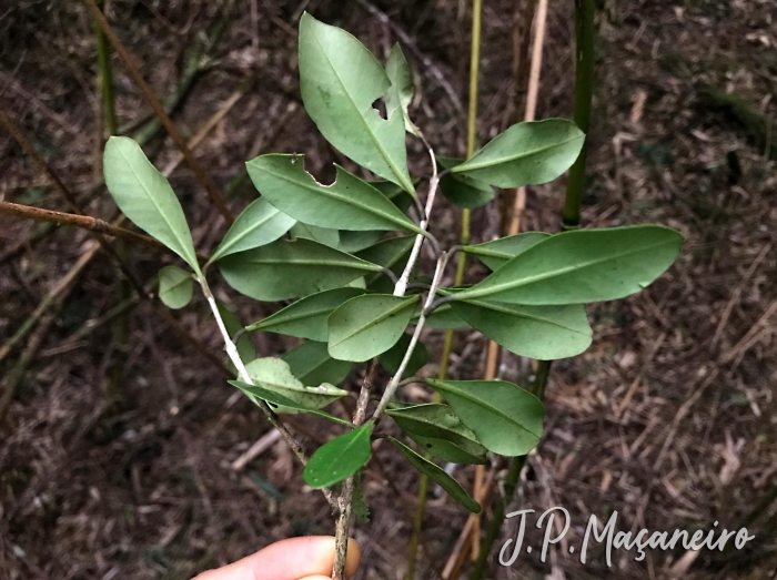 Eugenia longipedunculata