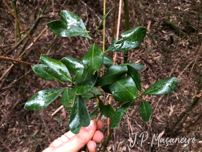 Eugenia longipedunculata