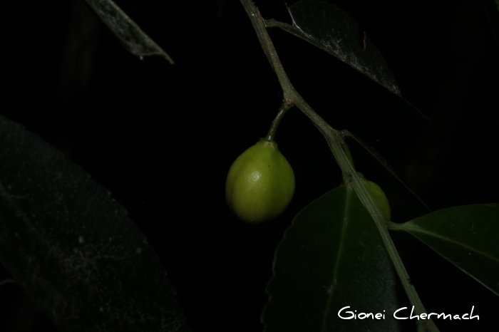 Monteverdia dasyclada