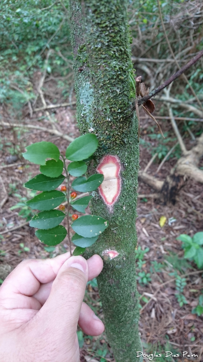 Monteverdia evonymoides