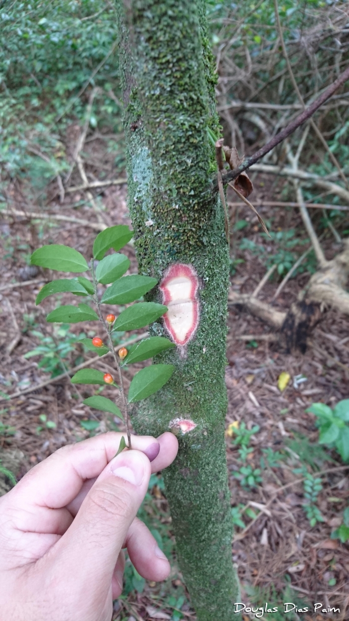 Monteverdia evonymoides