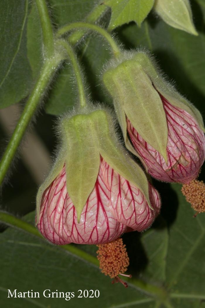 Callianthe maritima