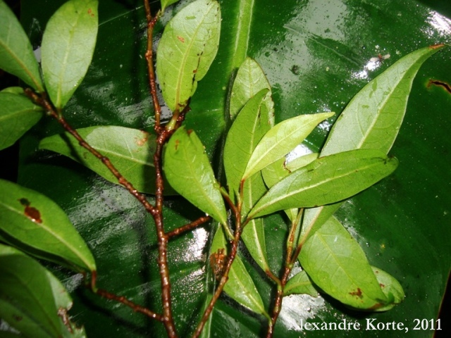 Ruprechtia laxiflora