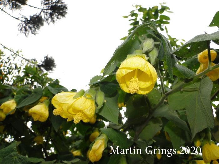 Callianthe flava