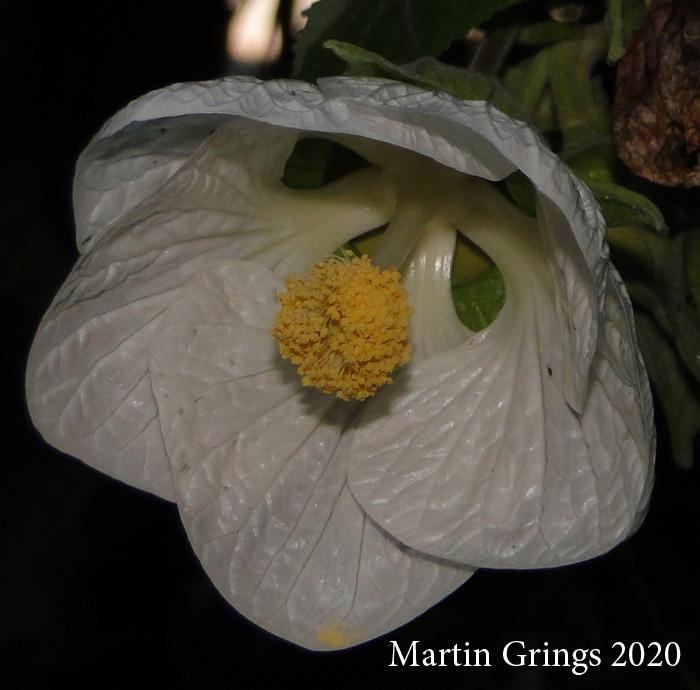 Callianthe amoena