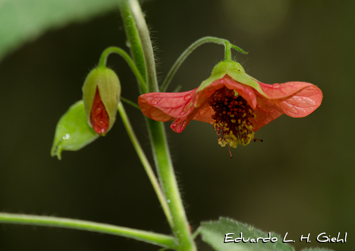 Callianthe darwinii