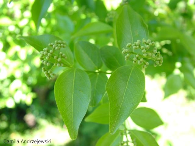 Strychnos brasiliensis