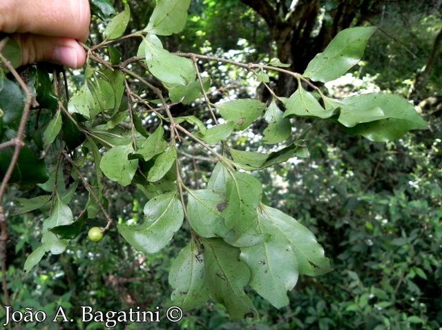 Strychnos brasiliensis