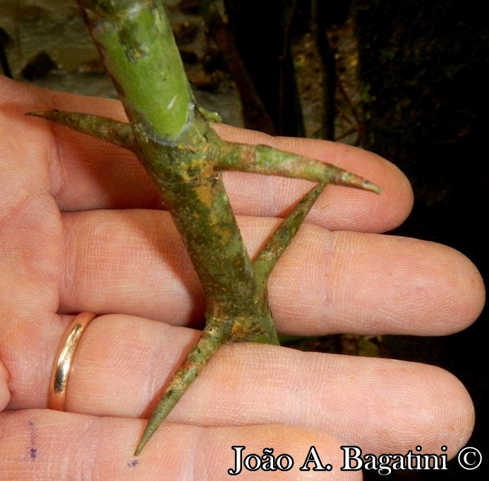 Strychnos brasiliensis