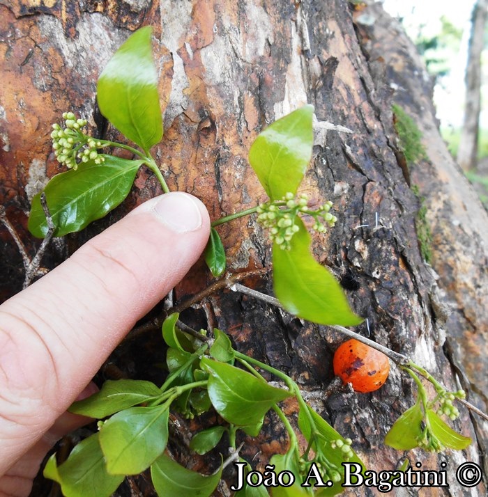 Strychnos brasiliensis