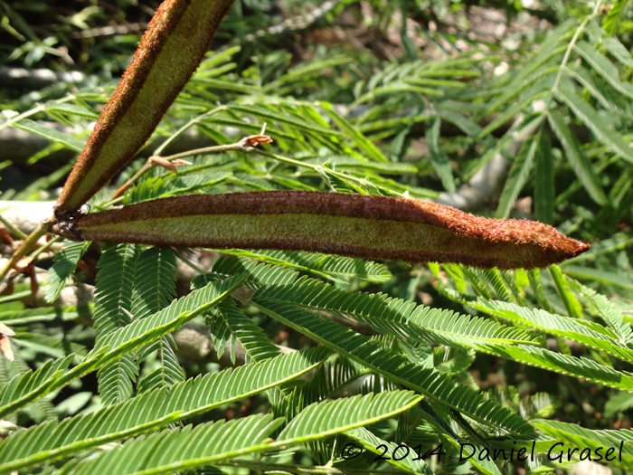 Calliandra foliolosa