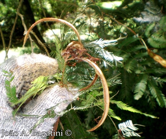 Calliandra foliolosa