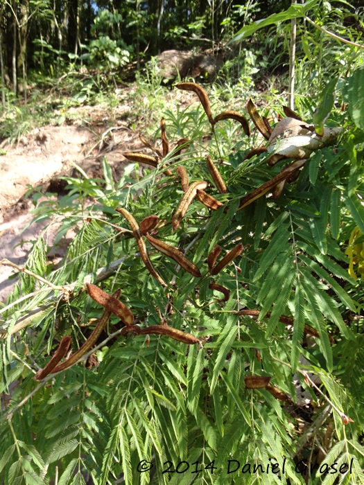 Calliandra foliolosa