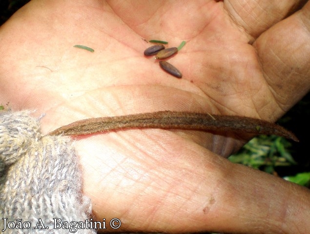 Calliandra foliolosa