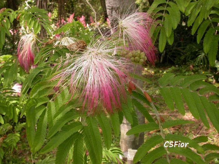 Calliandra foliolosa