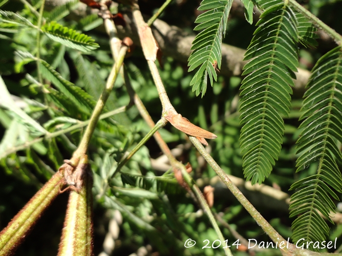 Calliandra foliolosa