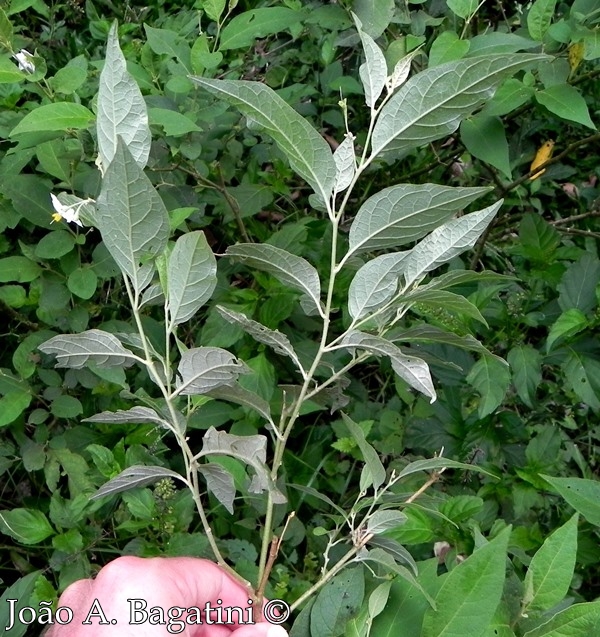 Solanum ramulosum