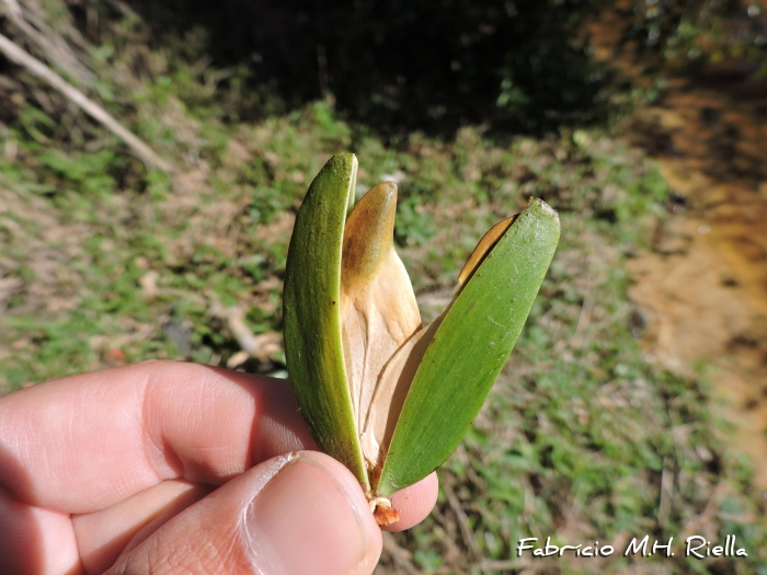 Hippocratea volubilis