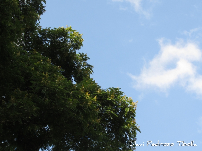Albizia edwallii