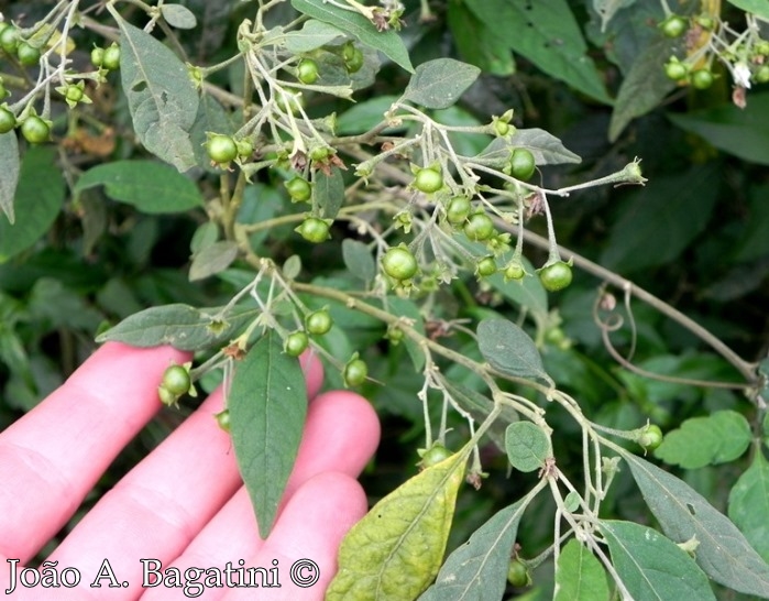 Solanum ramulosum