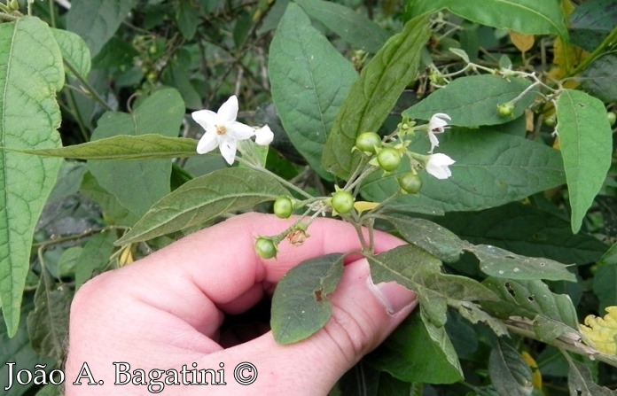 Solanum ramulosum