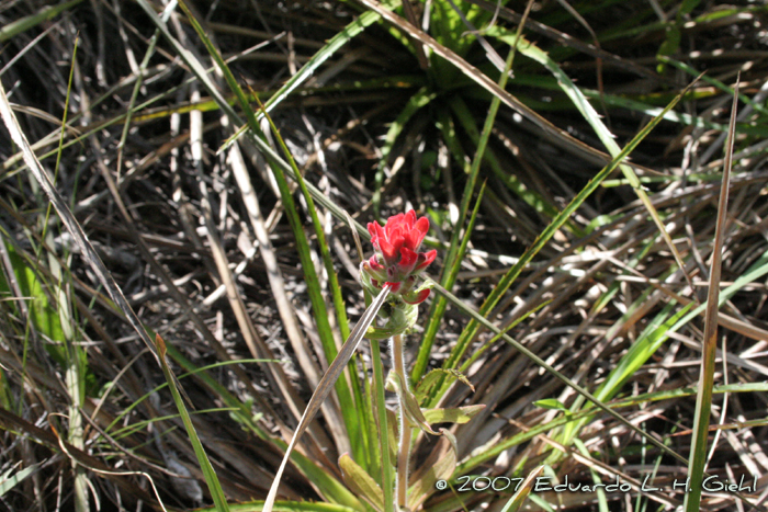 Castilleja arvensis