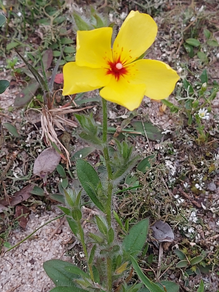 Crocanthemum brasiliensis