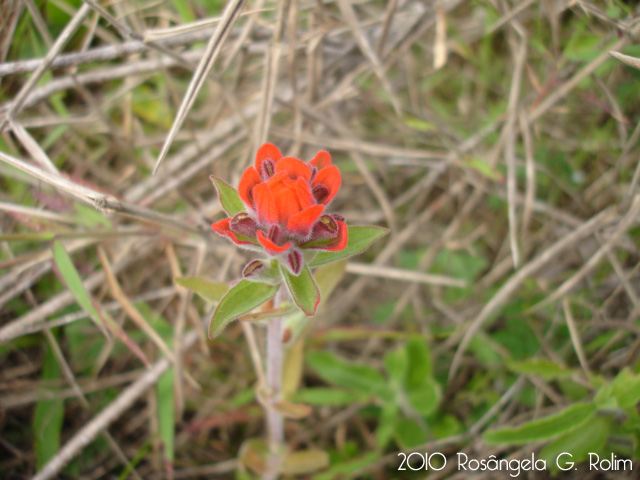 Castilleja arvensis