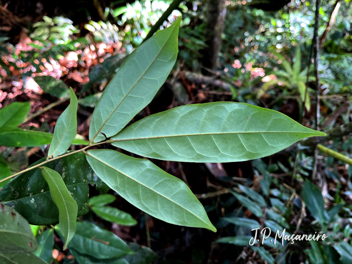 Rourea gracilis