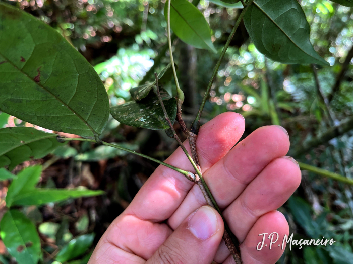 Rourea gracilis