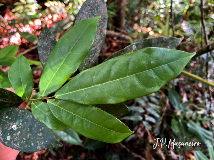 Rourea gracilis