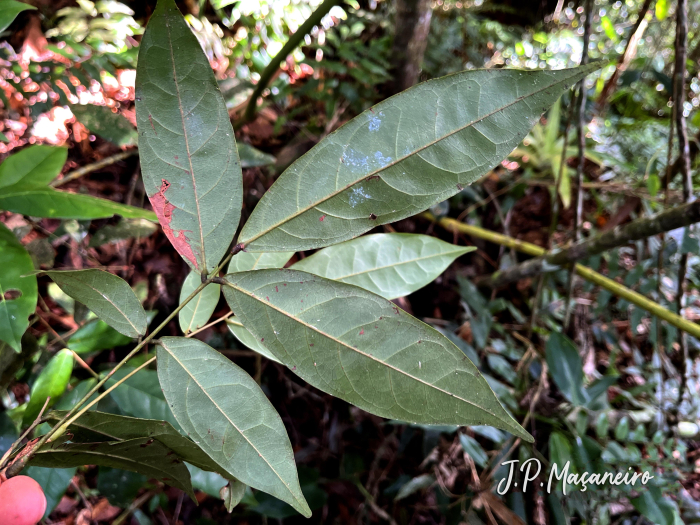 Rourea gracilis