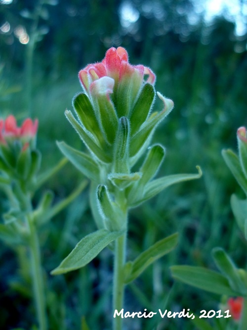 Castilleja arvensis