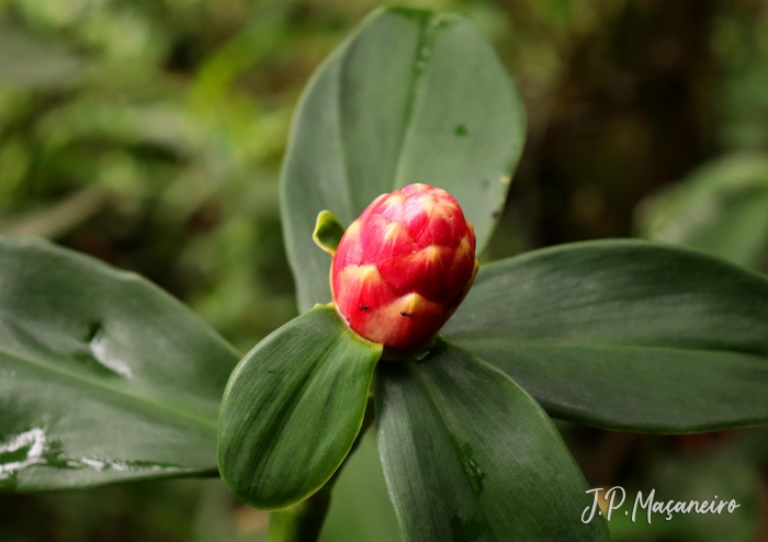 Costus spiralis