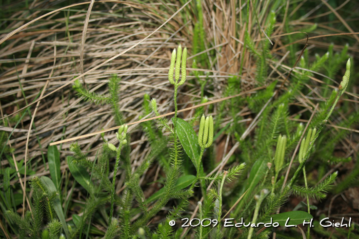 Lycopodium clavatum