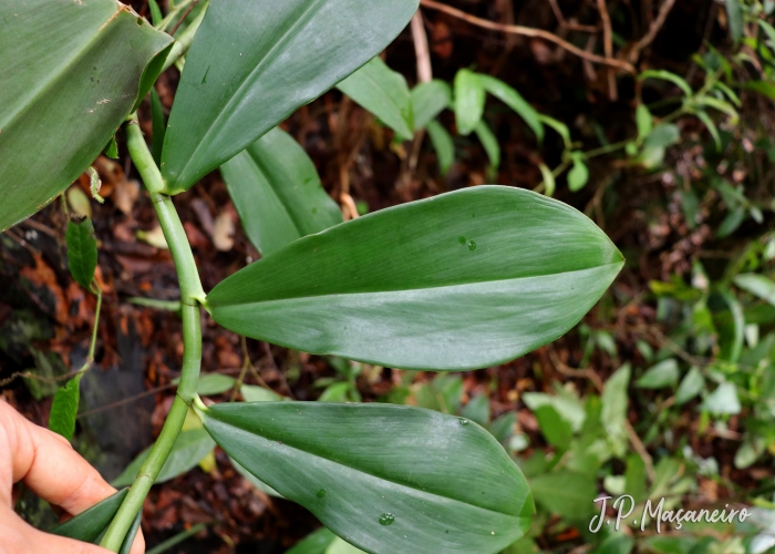 Costus spiralis