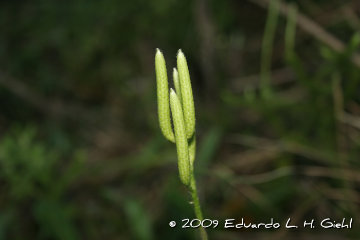 Lycopodium clavatum