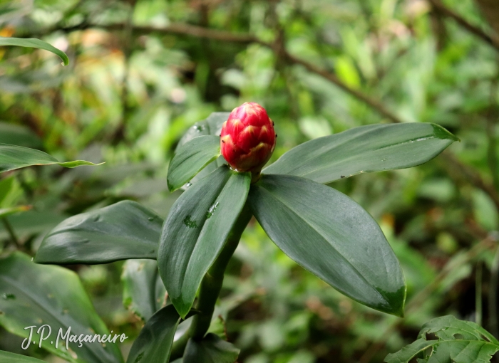 Costus spiralis