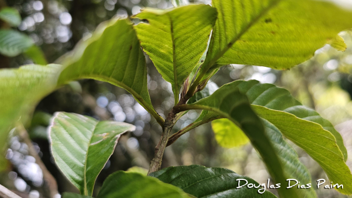 Davilla rugosa