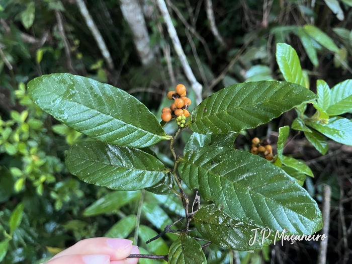 Davilla rugosa
