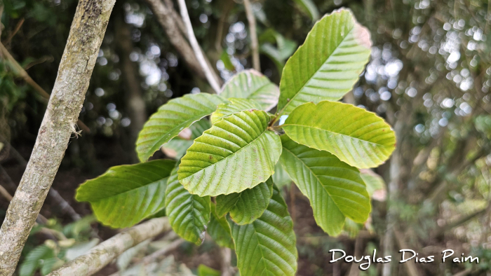 Davilla rugosa