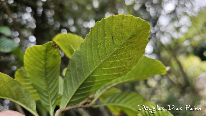 Davilla rugosa