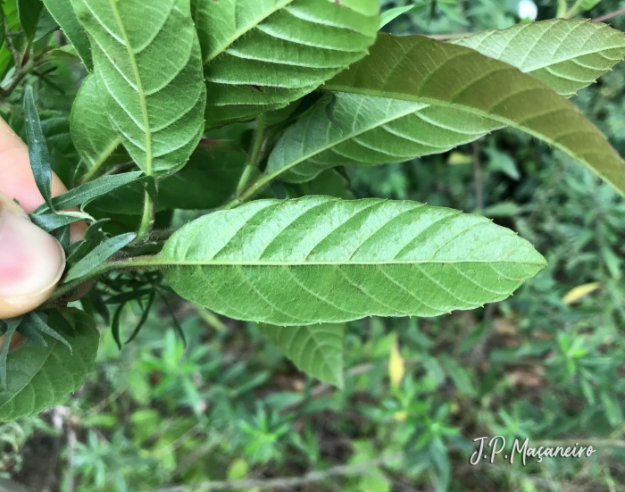 Davilla rugosa