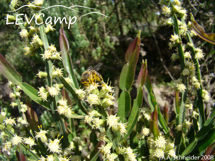 Baccharis trimera