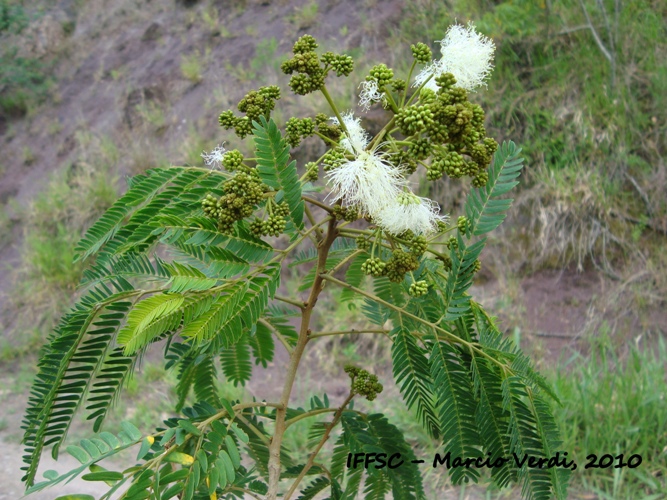 Albizia edwallii