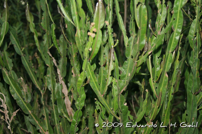 Baccharis trimera