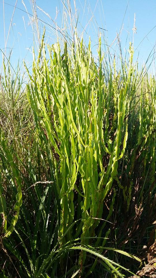 Baccharis trimera