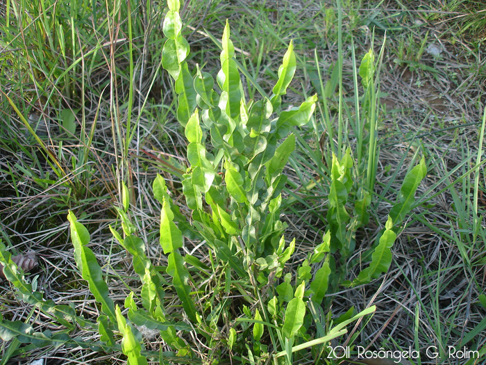 Baccharis trimera