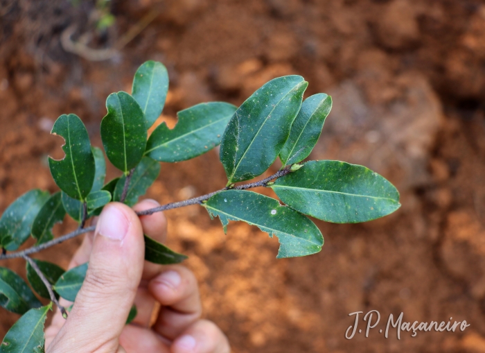 Erythroxylum umbu