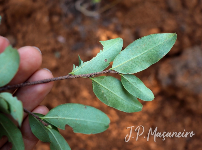 Erythroxylum umbu